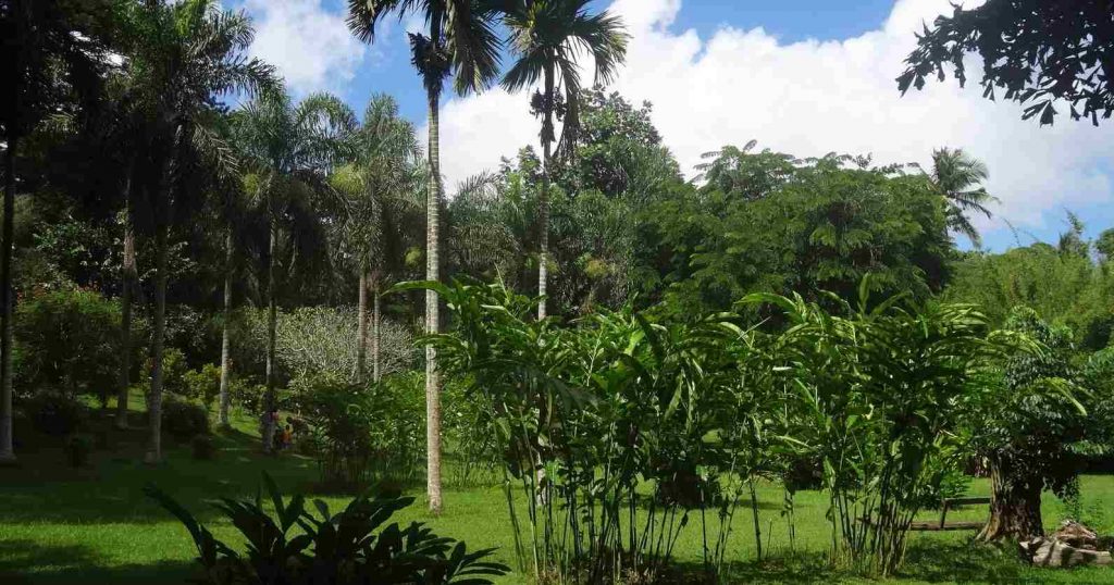 Jardins Coconi