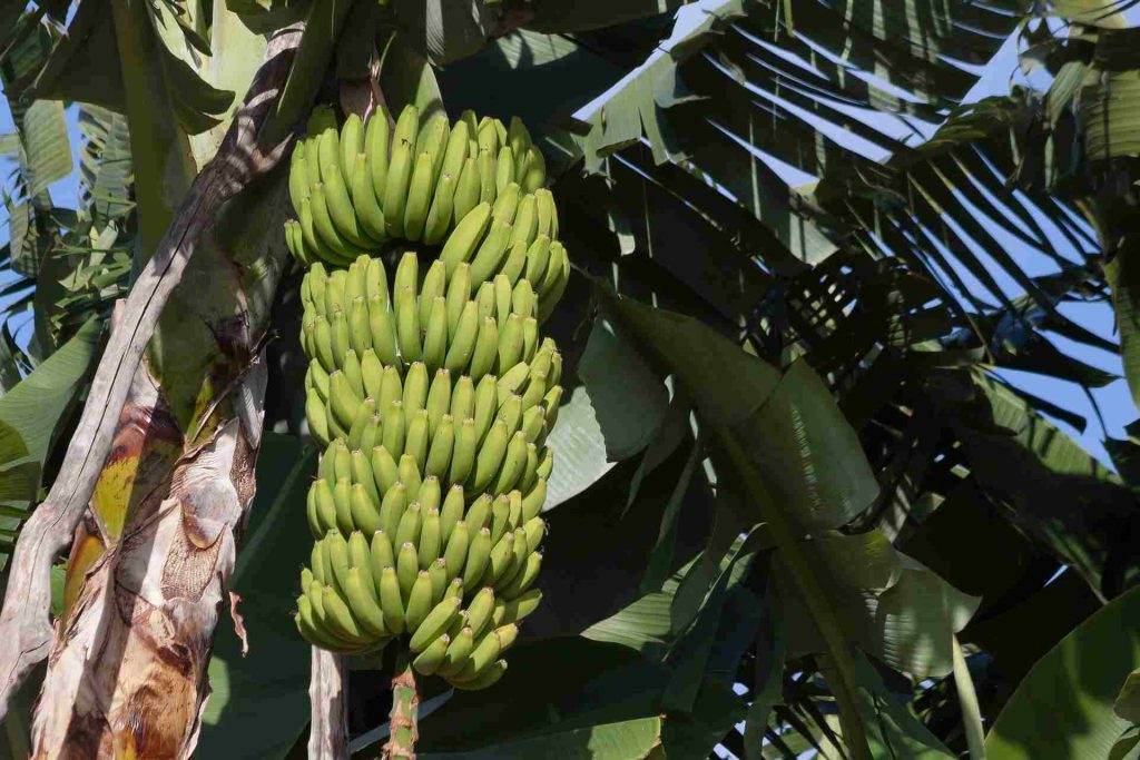 bananeraie de Mayotte