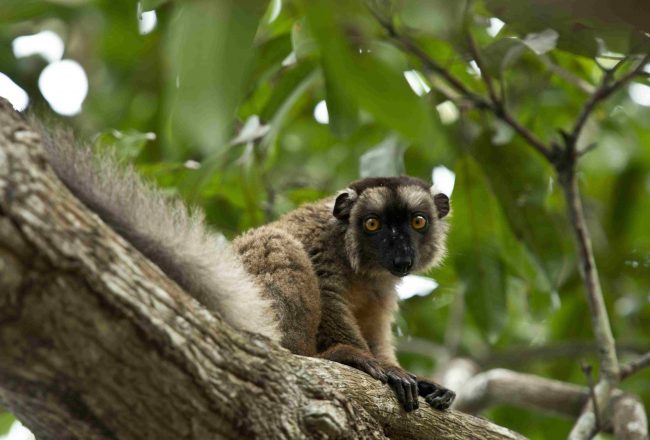 Makis de Mayotte